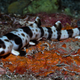 Hemiscyllium michaeli, a species of walking shark found near New Guinea.